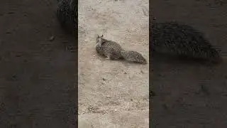 One of These Squirrels are Well Fed