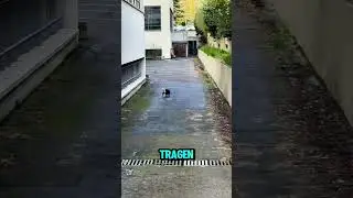 Hund auf Rettungsmission 👉 Follow @olietmonday on IG