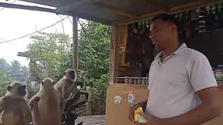funny monkey video 🤣🤣🤣