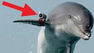 10 ROBOTER TIERE die du noch NIE gesehen hast!