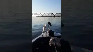 му-му или титаник