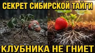 КЛУБНИКА БЕЗ ГНИЛИ, ПОЛИВА И ПРОПОЛКИ —Забытая подстилка, которая заменит все удобрения.