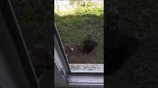 Подруженьки🐶🐶