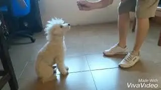 Como enseñarle a sentarse a tu perro - Fase 1