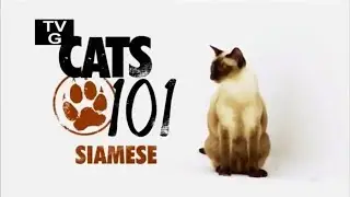 Сиамская кошка 101Kote.ru Siamese 101Cats
