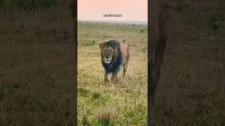 LION DANGEROUS🔥| ft.LION #lion #lionattitudestatus #lionquotes