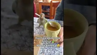 #прикол #попугай 🦜