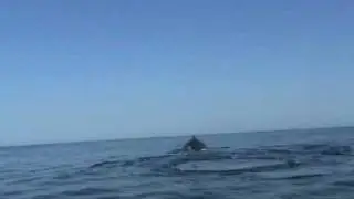 [MADAGASCAR] Ifaty : Les baleines (19/08/2007)