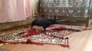 ворона Варя))