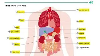 INTERNAL ORGAN