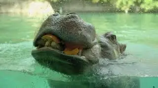 Become a Zoo PAL! | Toledo Zoo