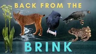 5 Species SAVED from Extinction - Back From the Brink (part 2)
