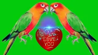 Heart's effects green screen flowers green screen effects rose green screen effects.