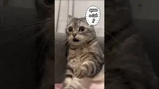 Empus Malah Perosotan #storydunia  #EpicCatMoments #CatComedy #cat #shorts #life
