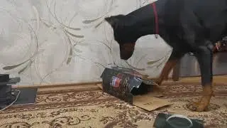 доберман нашел кота к коробке/doberman found cat in the box