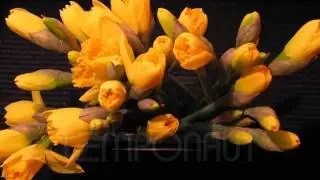 Timelapse Flower Narcissus - HD Stock Footage - Pflanzenwachstum im Zeitraffer Pflanze Narzissen