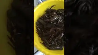 волжские раки с укропом