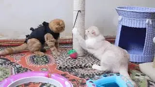 DSCN8454шотландские вислоухие котята