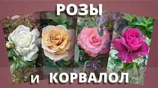 ЦВЕТЕНИЕ РОЗ. У всех своя любовь. 24 июня 2024 г.