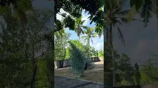 Peacock Dance 🦚
