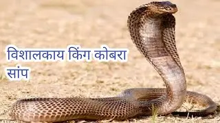 विशालकाय किंग कोबरा सांप धूप में l king cobra 🐍देखने के लिए बहुत भीड़