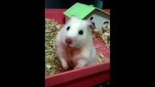 4 seconds of cuteness