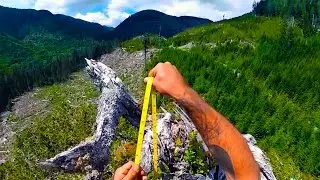 САМОЕ ВЫСОКОЕ, БОЛЬШОЕ ДЕРЕВО В МИРЕ HIGHEST TREE IN THE WORLD