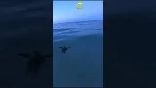 Baby Turtle Making a Swim for it