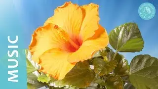 Unfolding Beauty -  Music and Nature Photos – by Bruno Gröning Friends
