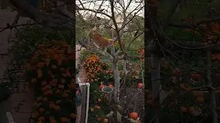 Кошки, как птицы, на дереве...