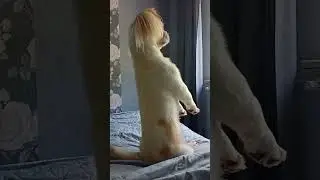 СОБАКА-СУСЛИК🤣#shorts #прикол