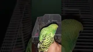 No More Mess Birdie