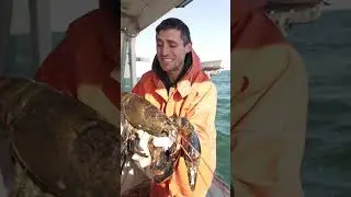 Helping a HUGE Maine Lobster!
