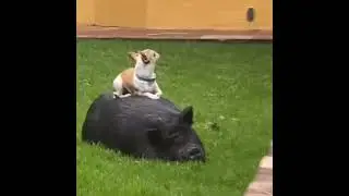 Кабан диван