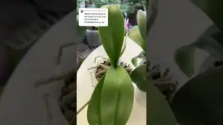 Стоп-лист орхидеи. Куда бежать? 