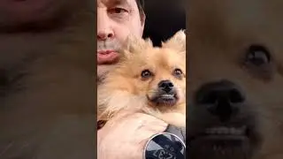 Померанский шпиц Рей - вперед на встречу приключениям! Но Олег сказал нет, идем домой 😂🤣
