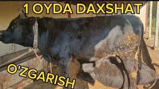 1 OYDA ZO'R O'ZGARISH