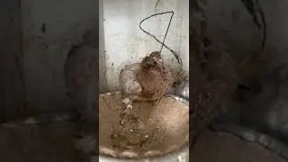 Голуби ￼ Pigeons￼ Tauben Viktor Jung Tauben