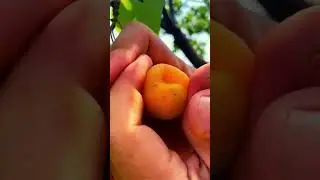 Абрикос Приусадебный саженцы Ростов-на-Дону | City Gardens
