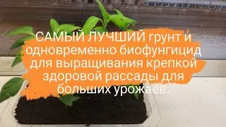 Как вырастить здоровую крепкую рассаду ЛУЧШИЙ грунт для рассады