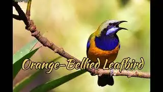 Orange-Bellied Leafbird (Chloropsis Hardwickii)