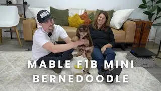 Mable Our Available F1B Mini Bernedoodle Puppy Here at Mountain Dog Companion!