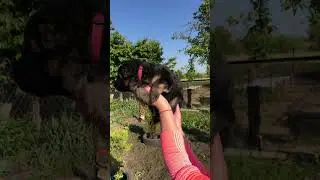Девчушка розовый ошейник🥰или та, что вечно возмущается😂🥰 