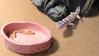Leopard gecko introduced to his tank