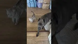 Бандитка Мишель )