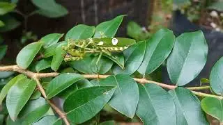 Flora Fauna Indonesia