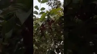 20 августа , собираю кизил #кизил #ягода