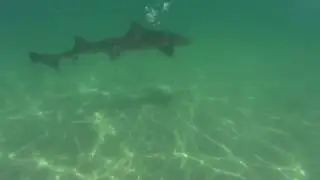 Leopard sharks 4