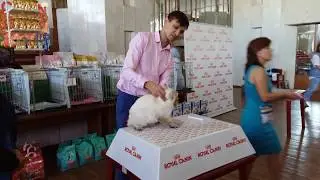 WCF-ринг юниоров (2)
