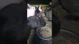 крольчата вышли из домика